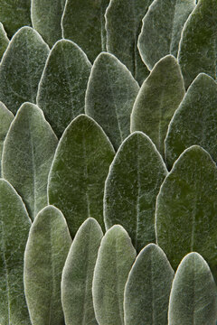 Fresh sage leaves creating natural seamless pattern