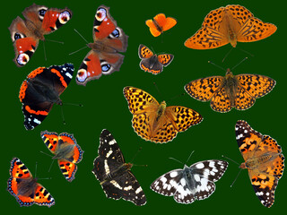 Heimische Schmetterlinge auf grünem Grund