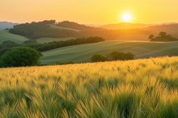 Sunset Glow Over Golden Wheat Field