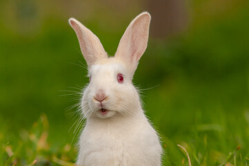 Close-up of a white domestic rabbit.