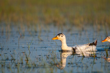 Domestic ducks swimming in the lake.