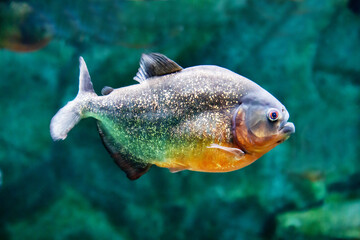 The Common piranha fish (Latin Pygocentrus nattereri) is silvery in color with a yellow belly on a dark background of the seabed. Marine life, fish, subtropics.