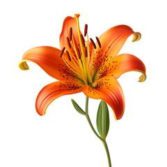 Tiger isolated on transparent background