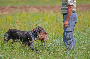 The dog that brings the bird shot by the hunter to its owner.