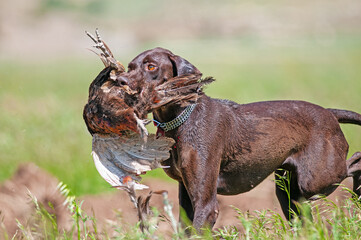 A dog that brings a bird shot by a hunter back to its owner. (Common Pheasant)