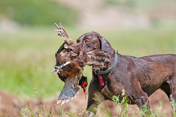 A dog that brings a bird shot by a hunter back to its owner. (Common Pheasant)