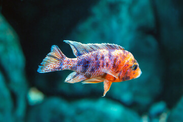 The Aulonocara Nyasa ruby fish (Latin Aulonocara nyassae) is orange in color with dark stripes on a dark background of the seabed. Marine life, fish, subtropics.