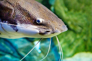 The head of the red-tailed catfish (Latin Phractocephalus hemioliopterus) is gray with long whiskers against the background of seabed stones. Marine life, fish, subtropics.
