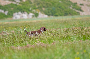 A brown hound stalking its prey.