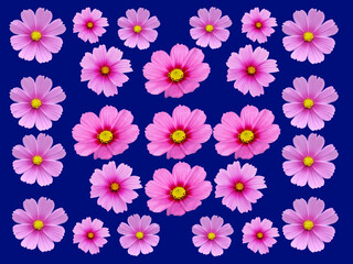 Pinkfarbene Schmuckkörbchen (Cosmea Blüten)	
