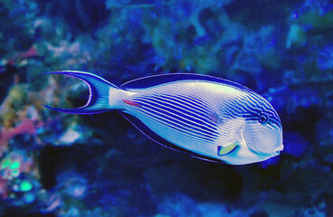 The Arabian surgeon sohal fish (Latin Acanthurus sohal) is blue with white stripes on a dark background of the seabed. Marine life, fish, subtropics.