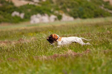 A dog that brings a bird shot by a hunter back to its owner. (Common Pheasant)
