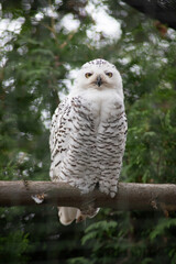 Eule, Uhu, Natur, Tiere, Wild Tiere, Wildlife, selten, Naturschutz, Arten, 