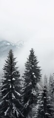 a forest with snow on the trees and mountains in the background with fog