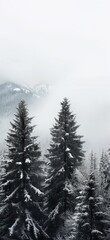 Obraz premium a forest with snow on the trees and mountains in the background with fog