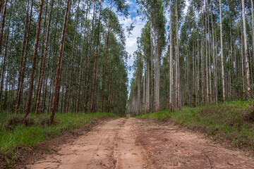 eucalyptus plantation seen from below