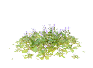 creeping mazus, small plant isolated