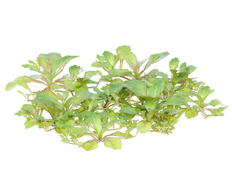 creeping mazus, small plant isolated