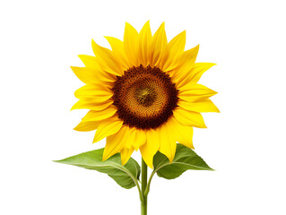 sunflower on a transparent background, PNG is easy to use.
