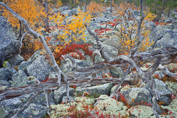 Norwegen, Hedmark, Gutulia Nationalpark, Felsen