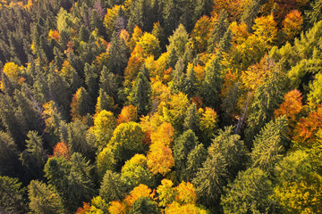 Drone photo of coniferous forest in late autumn on mountain landscape - 753820419
