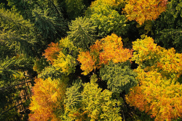 Drone photo of coniferous forest in late autumn on mountain landscape - 753820460