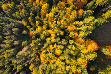 Drone photo of coniferous forest in late autumn on mountain landscape - 753820613