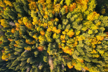 Drone photo of coniferous forest in late autumn on mountain landscape - 753820615