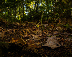wood frog in the forest