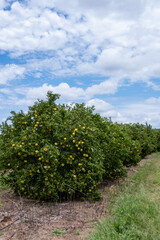 Fototapeta na wymiar Orange tree plantation with ripe fruits
