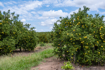 Fototapeta na wymiar Orange tree plantation with ripe fruits