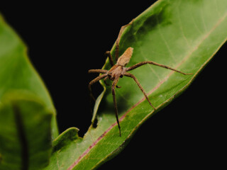 spider on a leaf
