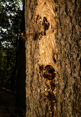 wasp nest in tree