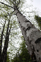 Tree - Mount Revelstoke ski jumping site - Revelstoke - British Columbia - Canada
