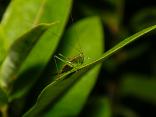 grasshopper on leaf