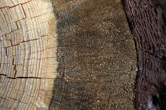 Close-up of a section of the a Pine Tree killed by the mountain pine beetle Dendroctonus ponderosae - Kenna Cartwright Park - Kamloops - British Columbia - Canada