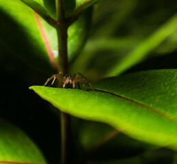 spider on leaf