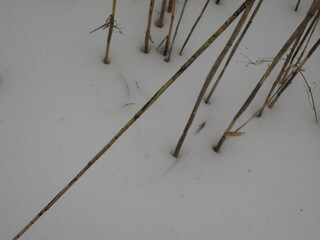 cj Winter Branches 2