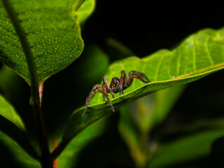 Wolf spider on leaf