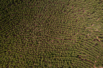 aerial view of eucalyptus plantation