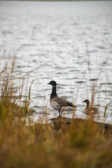 Brant goose