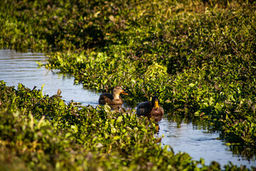Ducks swimming in a stream