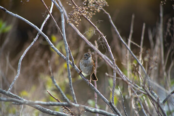 Swamp Sparrow on a branch