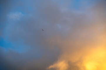 Cloud and a bird  in the evening light