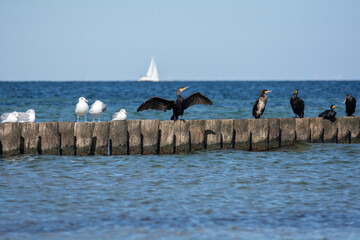 Cormorants and seagulls sit on wooden breakwaters on a Baltic Sea coast, a sailing ship in the...