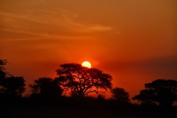 sunset on the savanna 