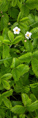 Fototapeta na wymiar Two strawberry flowers among the foliage. Green leaves of meadow strawberries on a summer day, top view. Fragaria viridis closeup.