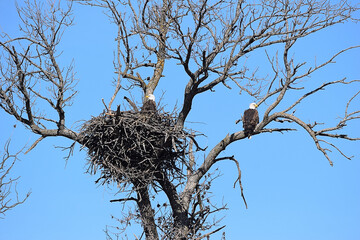 Two Bald Eagles enjoying a sunny day