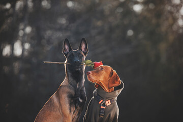 malinois and vizsla dogs with rose flower