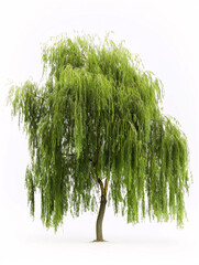 Willow   tree isolated on a solid, clear  white background
